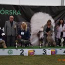 pieski2 102